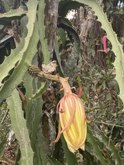 Selenicereus setaceus