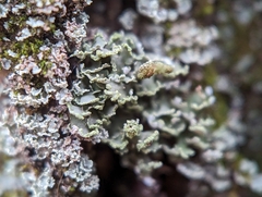 Cladonia coniocraea