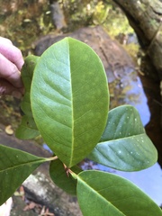 Quintinia sieberi
