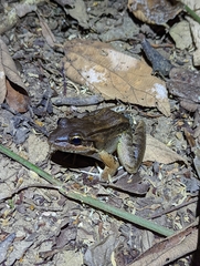 Leptodactylus insularum