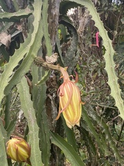 Selenicereus setaceus