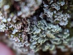 Cladonia coniocraea
