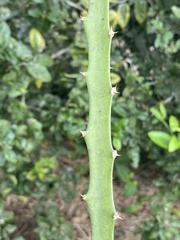 Selenicereus setaceus