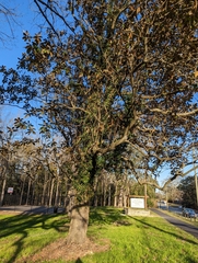 Magnolia grandiflora
