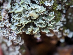 Cladonia coniocraea