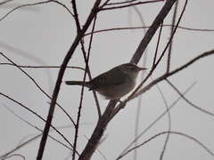 Cistothorus palustris