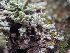 Cladonia coniocraea
