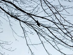 Haliaeetus leucocephalus