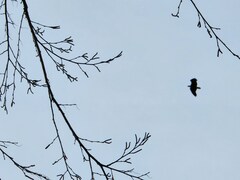 Haliaeetus leucocephalus