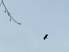 Haliaeetus leucocephalus