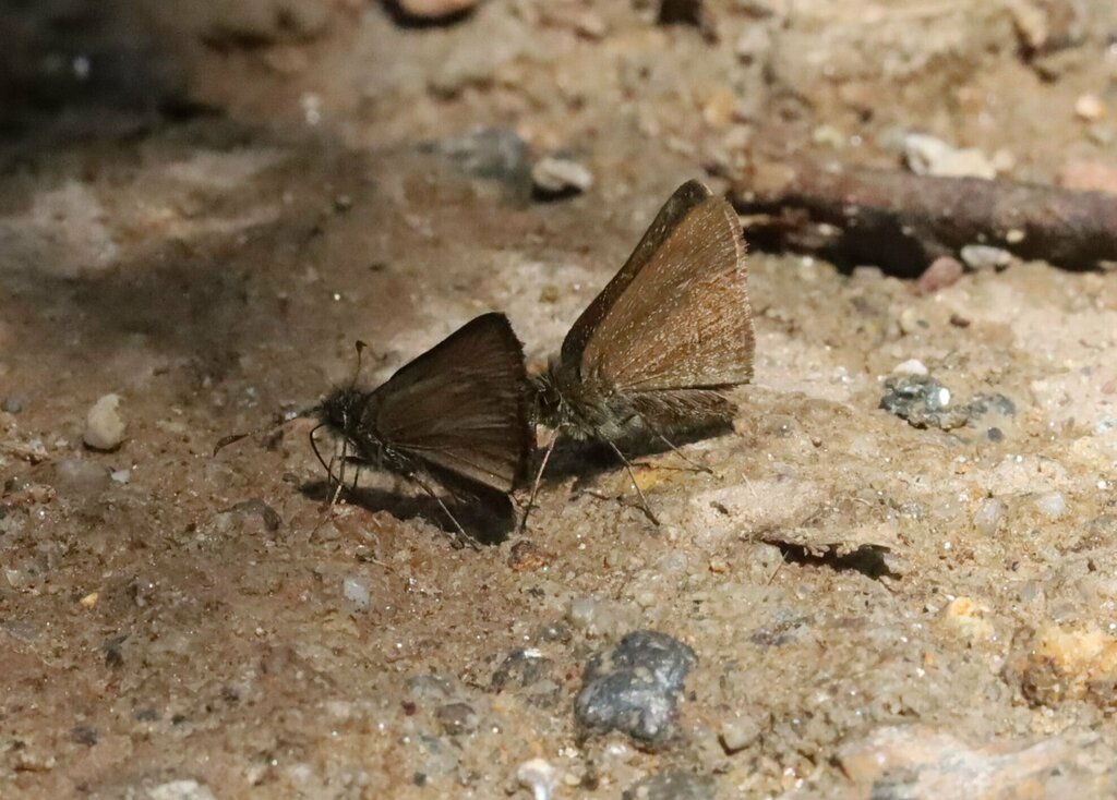Ibhara Skipperling