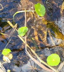 Hydrocotyle verticillata
