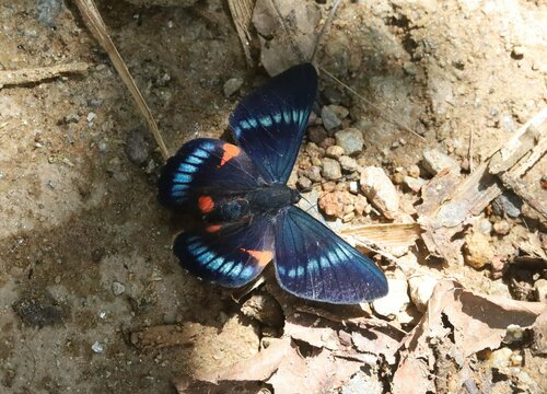 bellona metalmark