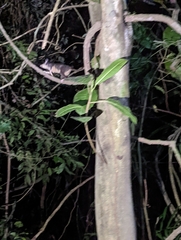 Philander opossum