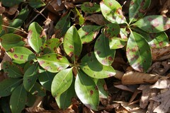 Mycosphaerella colorata