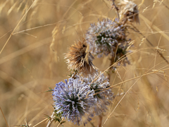 Echinops adenocaulos