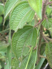 Rubus urticifolius