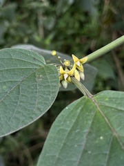 Witheringia solanacea