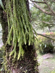 Phlegmariurus fordii