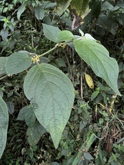 Witheringia solanacea