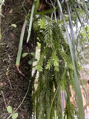 Phlegmariurus fordii