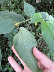 Witheringia solanacea