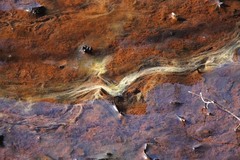 Bacteria