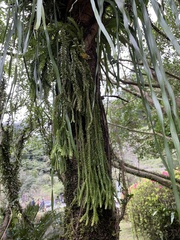 Phlegmariurus fordii