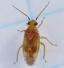 Tropidosteptes