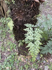 Asplenium pseudolaserpitiifolium
