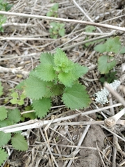 Urtica chamaedryoides