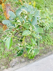 Heptapleurum arboricola