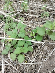 Urtica chamaedryoides