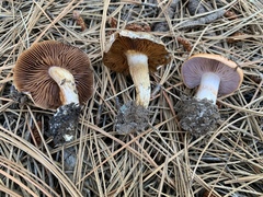 Calonarius