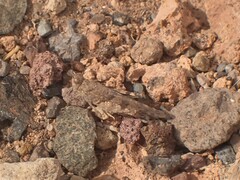 Sphingonotus picteti
