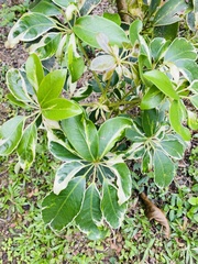Heptapleurum arboricola