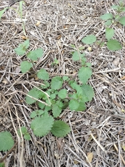 Urtica chamaedryoides