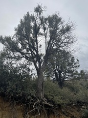 Juniperus deppeana