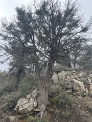 Juniperus deppeana