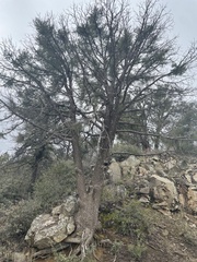 Juniperus deppeana
