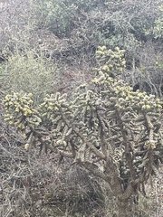 Cylindropuntia fulgida