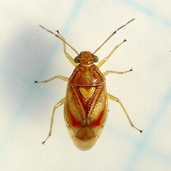 Tropidosteptes