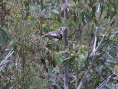 Anthochaera paradoxa