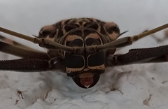 Acrocinus longimanus