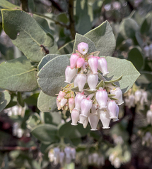 Arctostaphylos auriculata