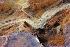 Bacteria