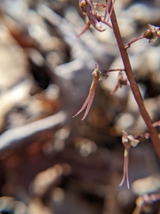 Neottia bifolia