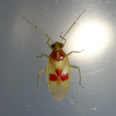 Tropidosteptes