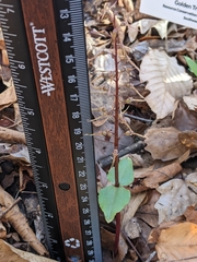 Neottia bifolia