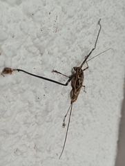 Acrocinus longimanus